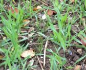 Don’t wait for the ‘perfect week’ to tackle grassweeds