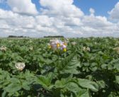 Little leeway with potato sprout control following dry spell