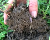 Report explores the full value of soil health