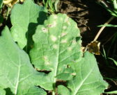 Spore Scout project needs OSR leaf samples