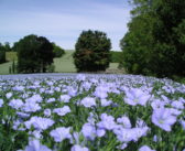 Linseed contract offers lucrative potential