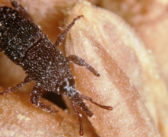 Use cold snaps as a natural insect defence