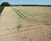 Extreme heat threatens future wheat production