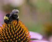 Report reveals wildlife recovery through Farmer Clusters