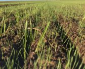 The correct call on residuals and contact herbicides this spring