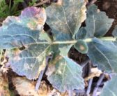 Spore Scout project needs OSR leaf samples