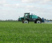 Take a broad-spectrum focus with wheat T0 sprays