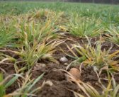 Aphid threat requires integrated response, growers advised
