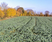 Early bird survey shows rebound in rape area