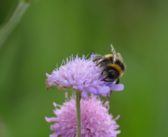 Mixed reactions to revised Environmental Improvement Plan