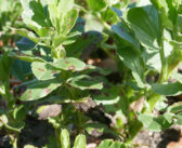 Early action needed to control chocolate spot