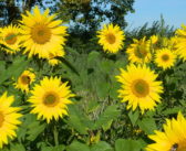Schöffel Countryside Awards finalists announced