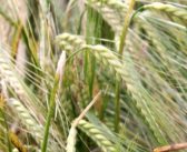 RAGT to acquire Syngenta’s 2-row malting barley business