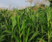Biostimulant BioVigour8 gets Groundswell launch