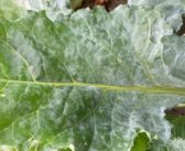 Don’t leave sugar beet open to disease threats