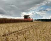 OSR yields provide some harvest cheer