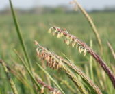 New herbicides under test to break grassweed resistance