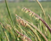 Farmers asked to contribute to blackgrass study