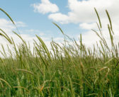 Time running out for grassweed control
