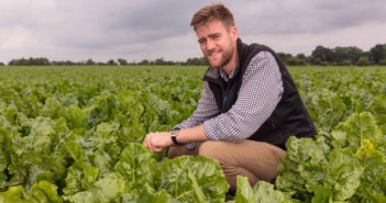 Use Velum Prime to reduce fanging in carrots