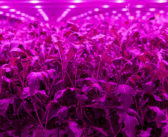 Study casts doubt on vertical farming sustainability