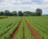 Savings for potato producers by unlocking soil phosphorus