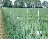 Suffolk and Staffordshire farmers lead new farm demonstration network