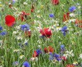 Defra offers more details on 2026 SFI scheme