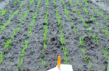 An image of a winter barley plot, the variety being Bazooka, treated with Kinto Plus at 1.5 l_tonne. This image was taken from our extensive trials series which we have conducted to look at the performance of Kinto
