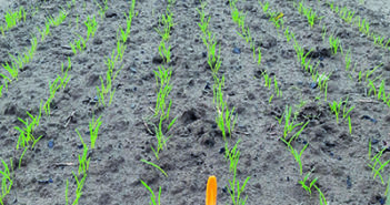 An image of a winter barley plot, the variety being Bazooka, treated with Kinto Plus at 1.5 l_tonne. This image was taken from our extensive trials series which we have conducted to look at the performance of Kinto