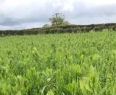 Care needed with cover crop choices