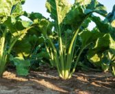Trials show elicitor triggers sugar beet immune response