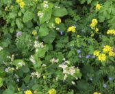 Care needed with SFI weed control choices