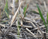 Dry harvest prompts rethink of post-harvest soil plans