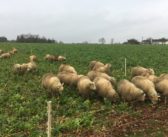 Resilient & Ready application open