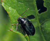 CSFB collaboration to fine-tune control strategies