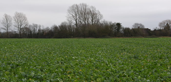 New winter OSR hybrid tops AHDB Recommended List