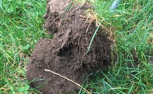 Soils: Balbirnie Home Farms have got it covered.