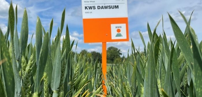 Six New KWS wheat additions to 2022/23 RL span all groups