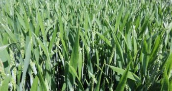 New Group 2 wheat ticks key sustainability boxes