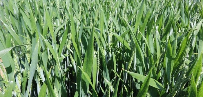 New Group 2 wheat ticks key sustainability boxes