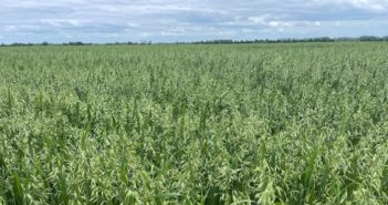 New spring oat varieties pushing shift in the market