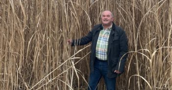 Norfolk Miscanthus farm walk discusses soil health benefits and new planting finance