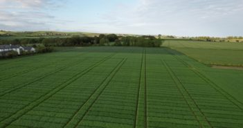 Mould-breaker RGT Planet remains as Ireland’s most popular spring barley