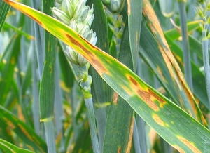 Act early to stop yellow rust and Septoria