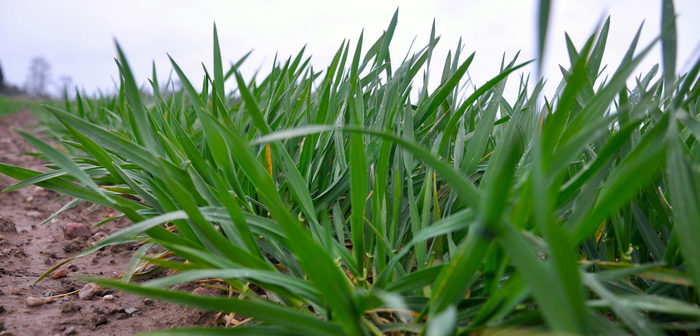 Check soil temperature for even better fertiliser use efficiency in hybrid barley