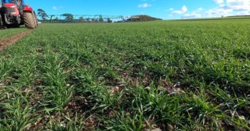 Assistance to optimise spring grass weed application