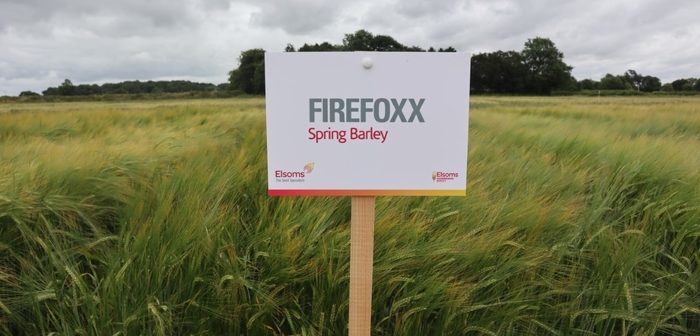 High yielding Firefoxx offers genetic diversity for malting barley growers and the distilling industry