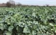 Window of opportunity opens for controlling ‘red-faced’ weeds in oilseed rape