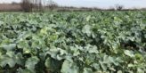 Window of opportunity opens for controlling ‘red-faced’ weeds in oilseed rape